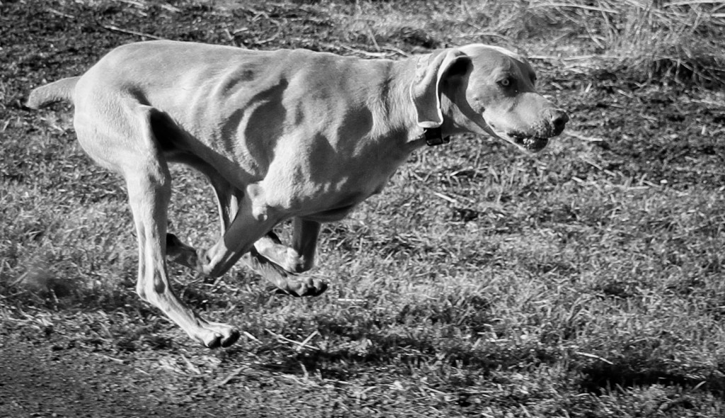 Dog in Chase