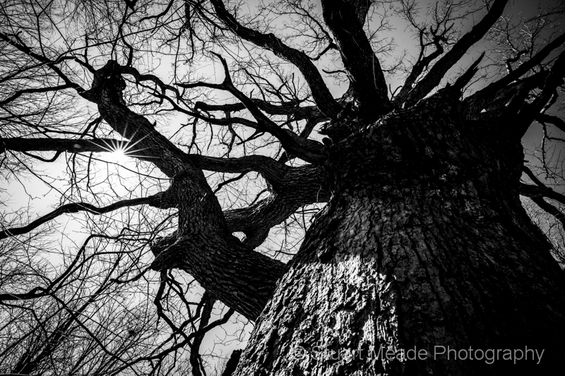 Big Oak