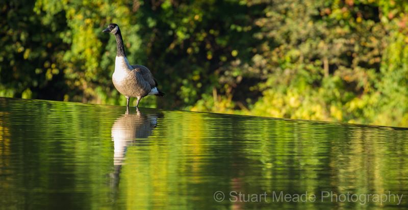 Goose Stuart Meade Photography