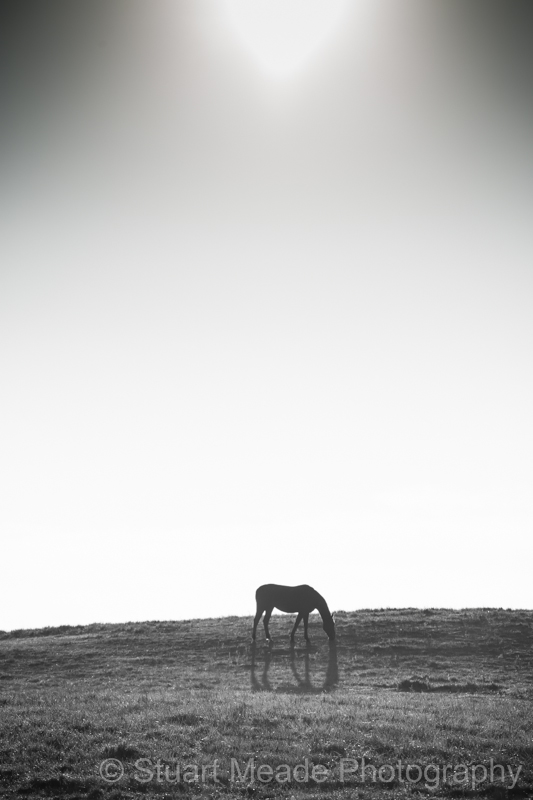 High Sun Grazing _09A3354