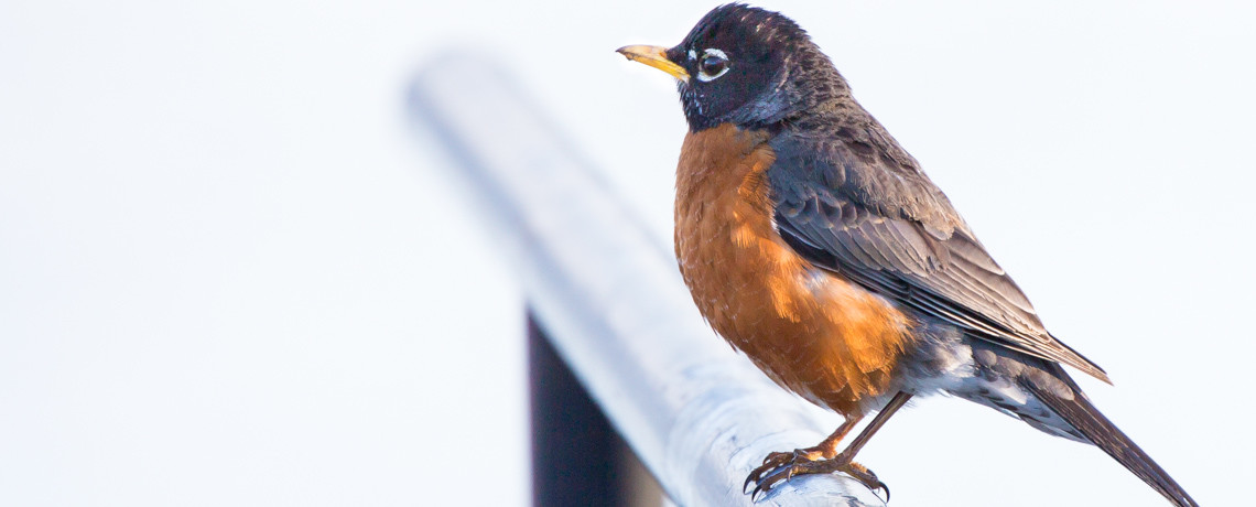 Robin Slide