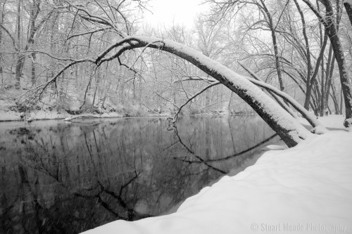 Snowy Tree over Elkhart River