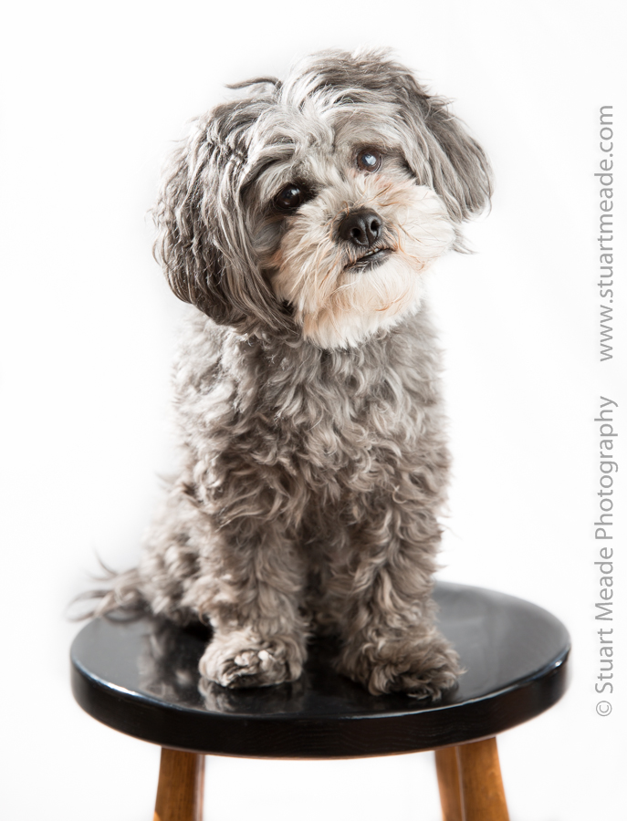 Goshen Indiana Pet Photography