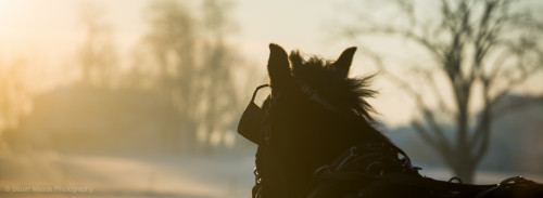 Amish Horse LaGrange