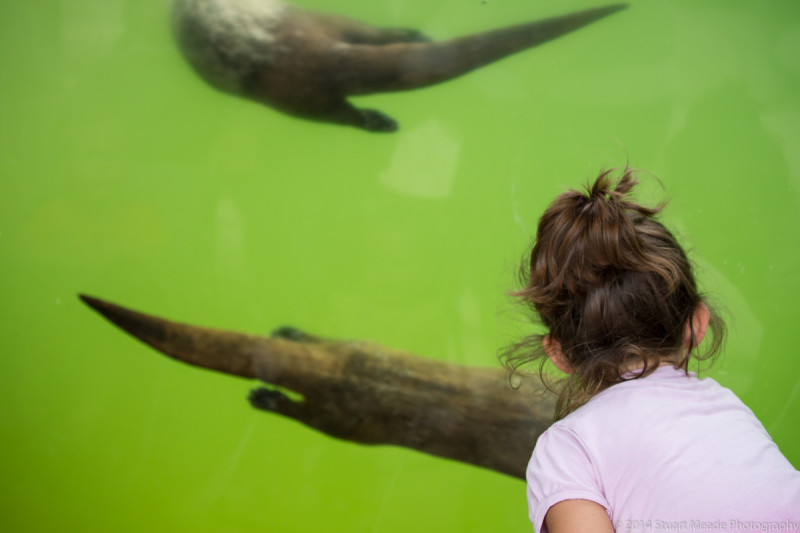 River Otters
