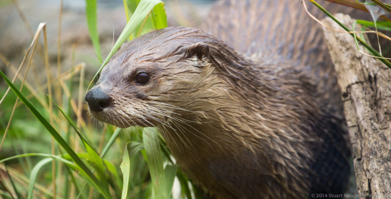 River Otter Colombian Park Zoo