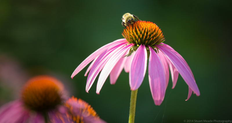 Bee with Flower