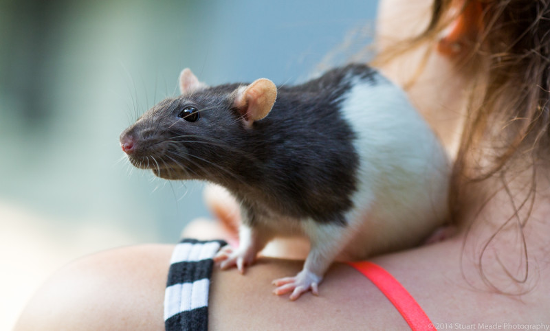 Pet Rat