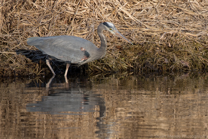Grey Heron