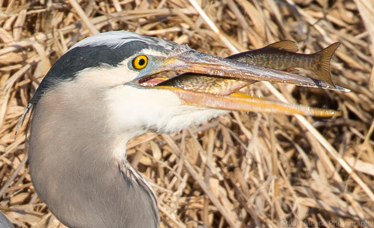 Heron with Bass