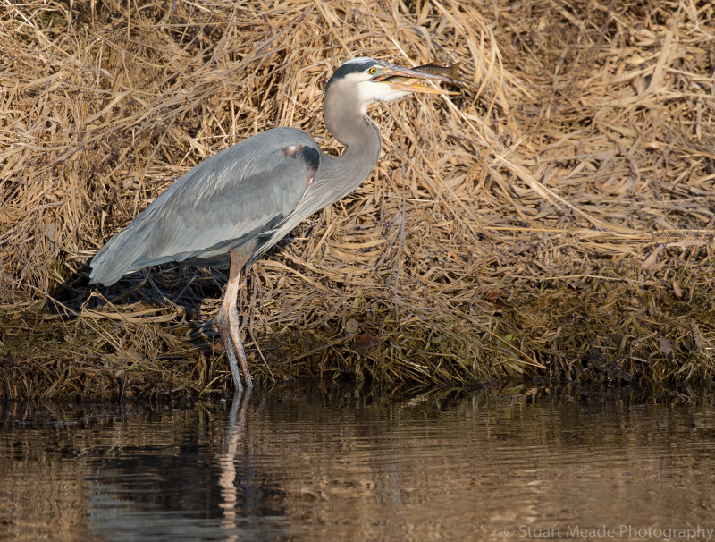 Grey Heron 2