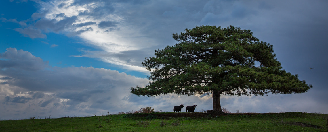 slide tree with cows