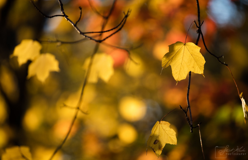 Fall Maple leafs