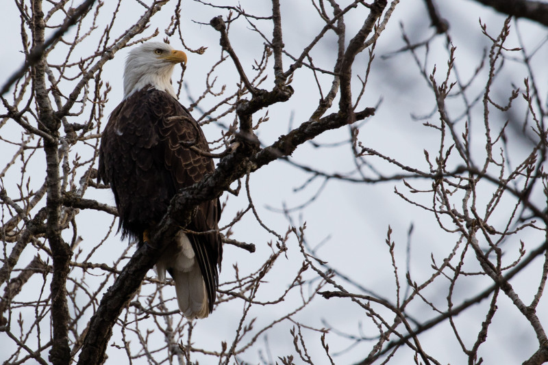 Bald Eagle Goshen