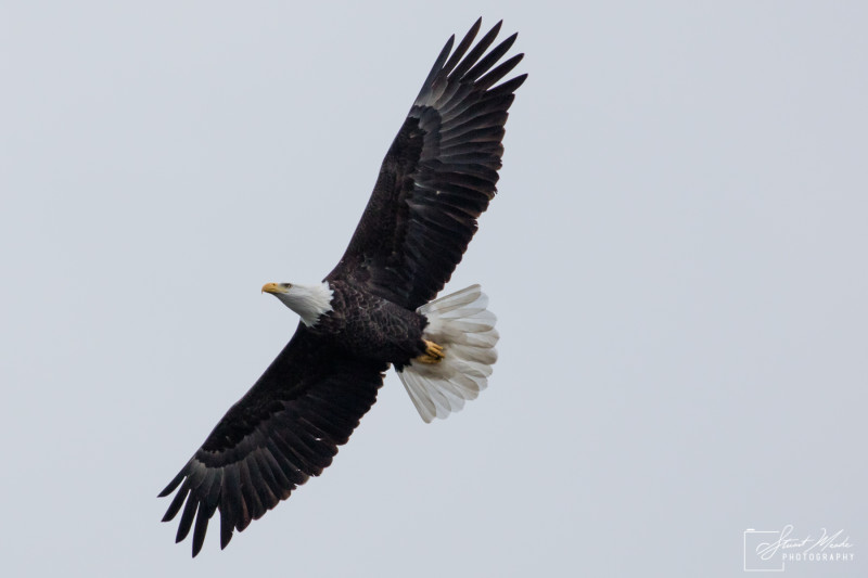 Goshen's Bald Eagle 