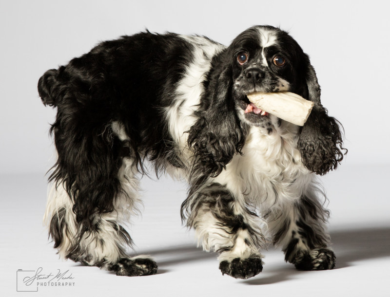 Favorite Raw Hide Bone