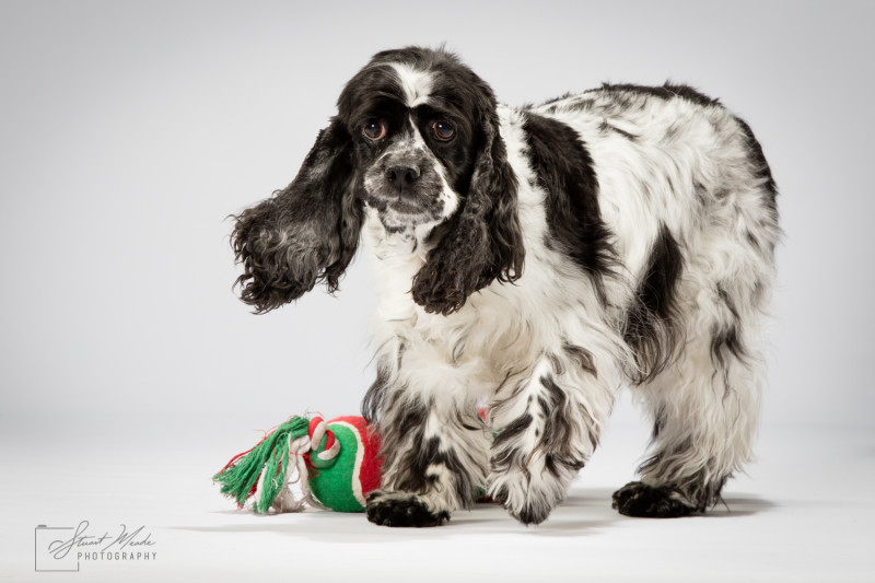 Pet Portraits Indiana