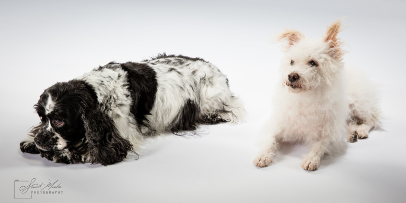 Dog Portraits Goshen